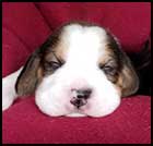 Boy 1 2wks